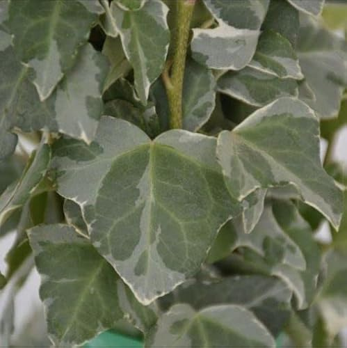 Vivai le Georgiche - Pianta vera di Hedera helix Elegantissima Edera 'Elegantissima' - vaso Ø 26 cm