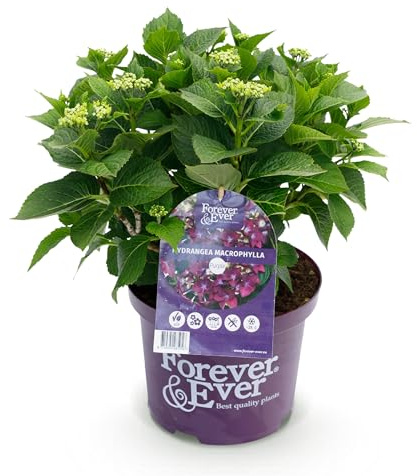 Green boutiQ - Balkonpflanze - Hortensie - Hydrangea Forever & Ever - Lila - 7-12 Blumen - Topf 23cm Höhe 55cm