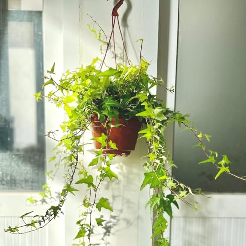 Semi di edera, d'appartamento resistenti recisi varietà antiche interno biologiche giardino resistenti in vaso tappezzanti 200pcs