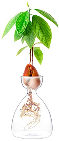 Maveite Avocado-Sprossen-Pflanzvase, Avocado-Baum-Anzuchtvase, Glas, Garten, Samen, Starter-Pflanzvase, Behälter, Avocadobaum, Anzuchtset für Kinder, Erwachsene, Freunde, Familien, Avocadobaum,