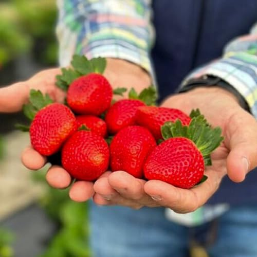 Erdbeerpflanzen 'Fenella' Immertragende Erdbeeren, Kletter-Erdbeere ab März - Attraktives Aussehen, Form, Größe und Farbe der Früchte - Set mit 10 Pflanzen - Mehrjährig, Superobst für Garten