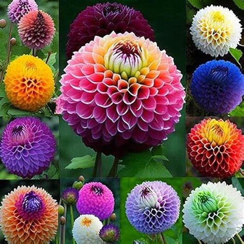 Dahlia Bulbs Mix for Planting Now UK,Hardy Perennial,Strong Plants That Grow Well,Dahlia Tubers Bulk,Gift Ready,Iridescent,Wedding Flowers,Cut Flowers.-10bulbs-F