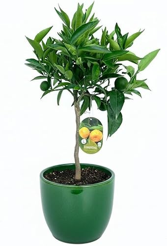 Garden Center Shop | Mandarino Clemenules M21 90 cm | Árbol Frutal Natural Compacto | Clementinas Dulces, Jugosas y Sin Semillas | Estilo Premium para Jardín y Terraza