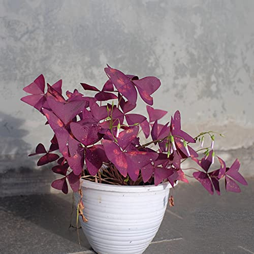 glücksklee wohnzimmer deko dachbegrünung pflanzensamen exotisch indoor kräutergarten bonsai schattenpflanzen garten winterhart topfpflanze bodendecker mehrjährig schnittblumen 450samen