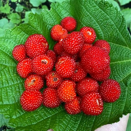 semillas de fresa silvestre - jardín fresa silvestre extraño resistentes en trepadoras balcón resistentes trepadoras 400pcs