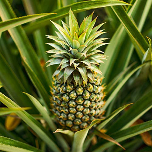 YouGarden Edible Indoor Pineapple Houseplant in 14cm Pot, Already in Fruit and Approximately 55-70cm Tall, Indoor Plants, Grow Your Own Real Pineapple Plant at Home