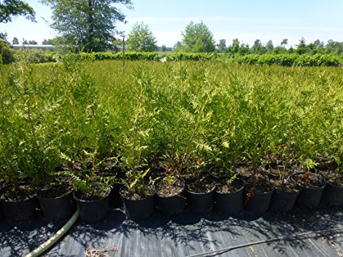 Thuja Lebensbaum Brabant 50-60 cm 50 St. Hecke Heckenpflanze Topfballen