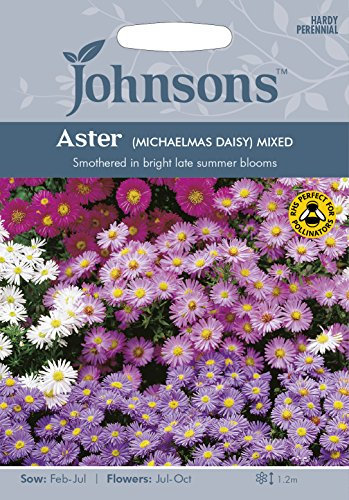 Johnsons Aster (Michaelmas Daisy) Mixed