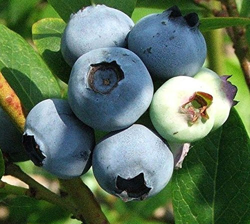 Vaccinium corymbosum Blueberry 'Goldtraube' 15cm deep Pot Size