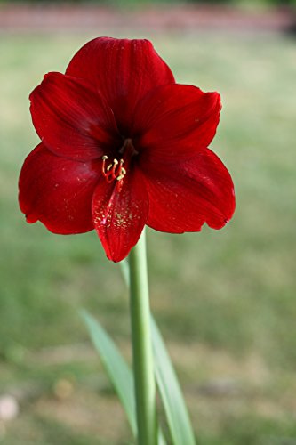 3 Red Lion Amaryllis Bulbs Bulk Pricing! Wonderful to Gift As-is to Your Gardening Friends. Bulb Size 24-26cm Ships from Tennessee
