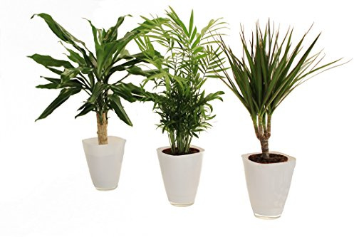 Dominik Blumen und Pflanzen, Palmen-Set, Dracena fragans, Zimmerpalme, Marginata und Dekotopf, weiß