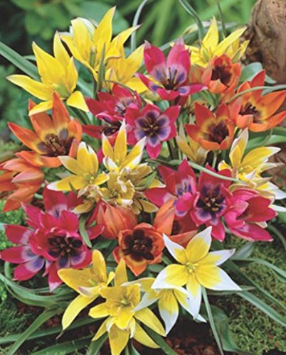 Wildtulpen gemischt Botanische Tulpen 50 Blumenzwiebeln