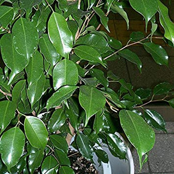 Ficus Benjamina - 20 Seeds : Seeds Only