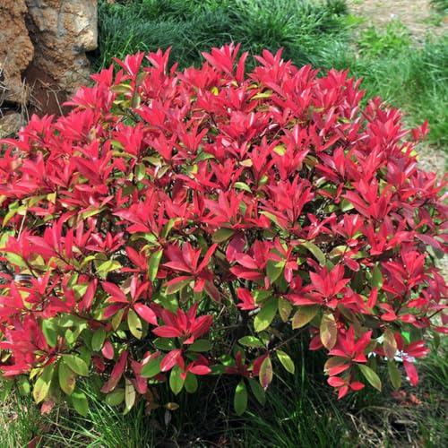 semillas Photinia red robin decorativas silvestres bonsái perennes de resistente cortadas resistentes decoración 100pcs