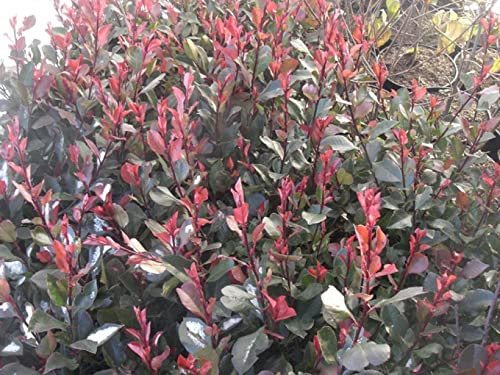 Photinia fraseri Little Red Robin - Glanzmispel Little Red Robin