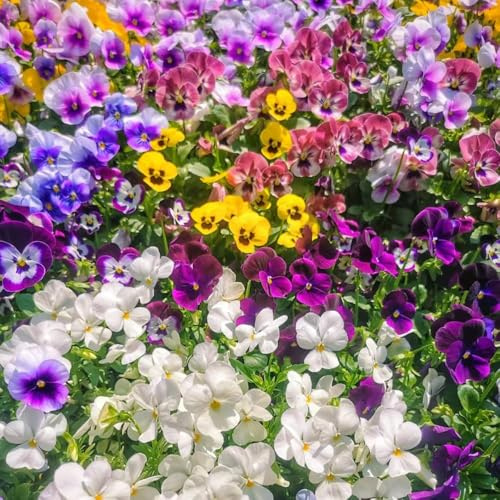stiefmütterchen hochbeet kaufen bodendecker winterhart balkonpflanzen balkonblumen wildblumensamen zimmerpflanze indoor garten gartenpflanzen exotische 80samen