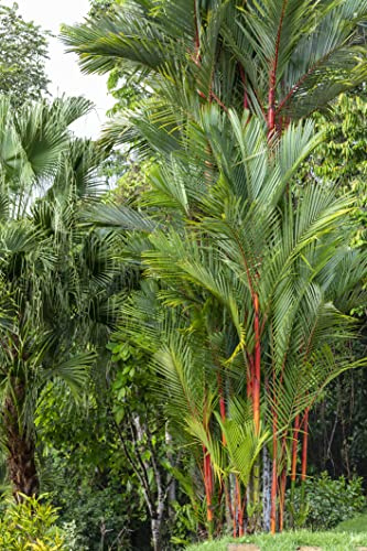 10 Samen Siegellackpalme Cyrtostachys renda Palmen Samen