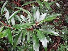 10 Semi di Mountain Pepper TRN426 (tasmannia lanceolata)