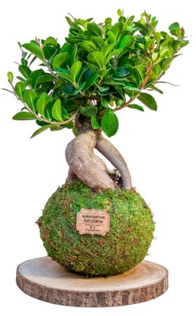 Kokedamas Lucciana Ficus Ginseng Grande - Kokedama Interior | Bola de Musgo Vivo | Planta Natural | Planta Interior o Planta Exterior | Decoración Hogar | Fácil Cuidado y Mantenimiento