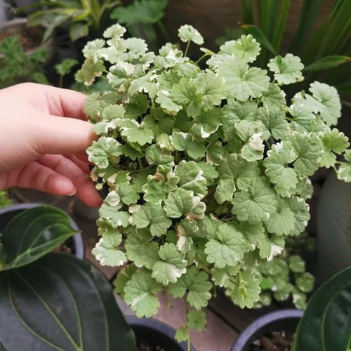 edera terrestre giardino semi decorazione selvatici balcone estivi 400pcs