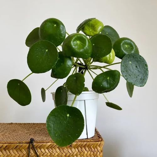 Pilea peperomioides - glückstaler, Chinesischer Geldbaum, balkon blumengarten topfpflanzen bio alte sorten schnittblumen balkongewächshäuser winterharte stauden für pralle sonne deko 80samen