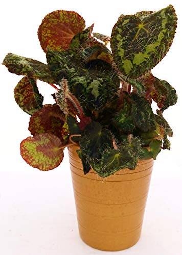 POWERS TO FLOWERS - BEGONIA REX' SIZEMOREA IN VASO CERAMICA BRONZO, VASO 13CM pianta vera