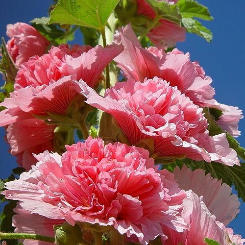 Easy Grow Seeds Hollyhocks Chaters Double Rose Pink 'Alcea rosea' Seeds - 20 Untreated Flower Seed, Yellow
