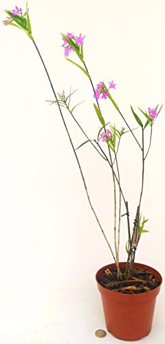 OESTERDELLA, DENDROBIUM, CAMBRIA, ONCIDIUM, ORCHIDEA, VASO 14CM, pianta vera