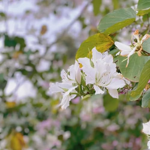 semillas de orquideas - exóticas decorativas perennes, perennes resistentes, decoracion del balcon de 120pcs