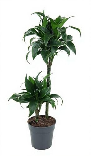 Dracaena Tatuade Drachenbaum Zimmerpflanze mit grün gemusterten Blättern für Wohnraum und Büro