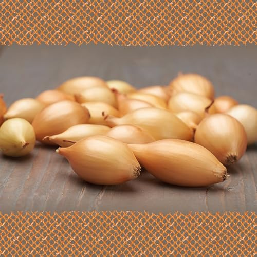 FLORTUS – Wintersteckzwiebel Shakespeare 250 g zertifiziertes Pflanzgut – Zwiebelgröße 8-21 mm, für den Anbau von mild-scharfen, gelben Zwiebeln – Für Garten & Hochbeet