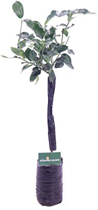 pianta di limone dolce albero del limone dolce albero di limone in vaso età 2 anni pianta vera venduta da eGarden.store