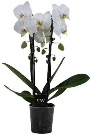 Orquídea Mariposa | DECOALIVE | Flor de Color Blanco | Orquídea Natural Flores Blancas