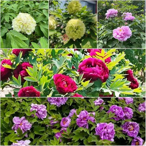 semillas de peonias resistentes jardín de peonias jardín interior exóticas resistentes, Balcón para, 150pcs