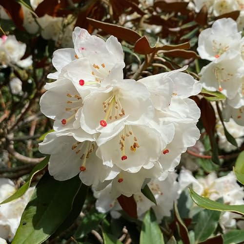 semillas de rododendro - silvestres orgánicas, azalea resistente interior exóticas para decoración sala estar balcón 10pcs