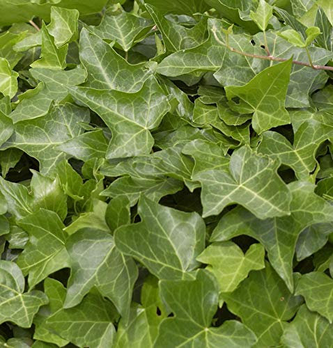 Gemeiner Efeu 80-100cm - Hedera helix - lebende Gartenpflanze aus den Baumschulen