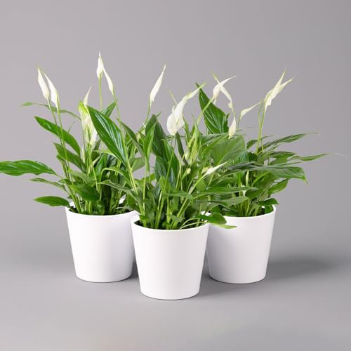 Einblatt 'Bellini', Topf-Ø 13 cm, mit Topf Dallas weiß, 3 Pflanzen