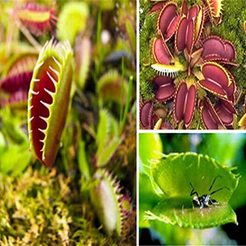 40Pcs Dionaea Muscipula Seeds Venus Flytrap Carnivorous Plant Table Bonsai Decor - Dionaea Muscipula Seeds - Flower Seeds Vegetable Seeds Fruit Seeds Garden Plant Seeds
