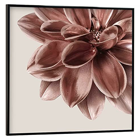 artboxONE Poster mit schwarzem Rahmen 40x40 cm Natur Dahlie Rosegold Dream - Bild Rosegold Blume Botanical