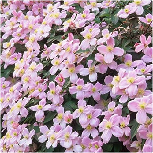 Clematis Montana Scented Pale Pink 'Odorata' X 3 Large Plug Plants for Potting on by Growtanical