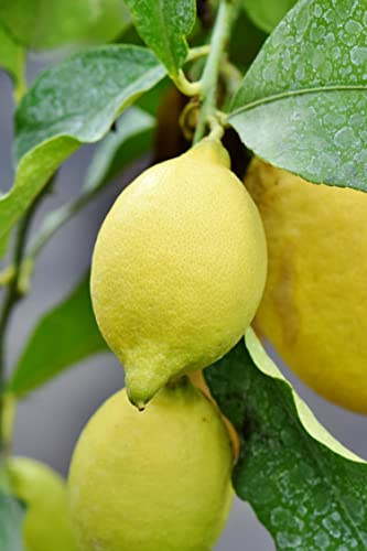 Pianta di Limone Limoncello Di Napoli Pianta di Cirtrus Limon Pianta di Limetta Acida di Napoli albero di Agrumi albero di Limone Limconcello da mangiare pianta vera venduta da eGarden.store
