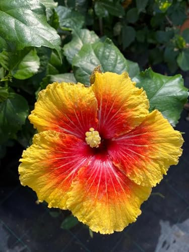 Pianta di Ibisco (Hibiscus), vaso 16 cm - Arbusto deciduo