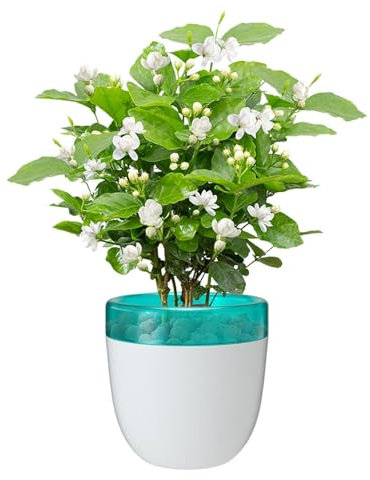 Pot Auto-irrigant - Pot pour orchidées avec Pots pour Grasses avec entrées d'air Multiples, succulentes avec arrosage Automatique, Pot pour d'intérieur, Pot de Petit Pot