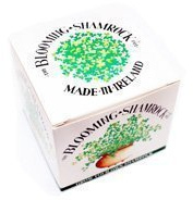 The Shamrock Gift Blooming Shamrock Pots