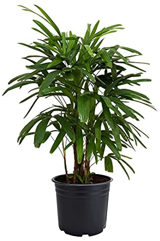 American Plant Exchange Lady Palm – 6-Inch Pot – Live Easy Care Indoor Houseplant, Air-Purifying, Low-Light Tropical Palm for Home, Office, Apartment, and Indoor Décor