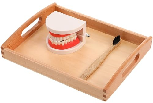 NUOBESTY Brushing Teeth Model Teeth Care Model Brushing Flossing Practice Teeth Mode Montessori Homeschool Learning Toys Preschool STEM Toys for Toddlers Kids (Random Color)