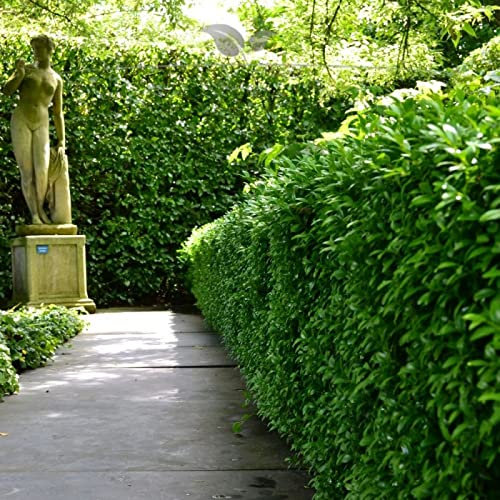 Gardline - Prunus Lorbeerkirsche Novita 80-100 cm IM TOPF. 3-200 Pflanzen. Lorbeerhecke - 37 St. (ca. 13,5 Meter)
