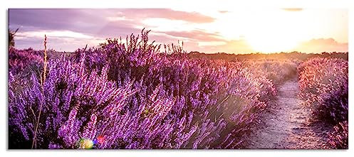 Pixxprint Glasbild Panorama, Wandbild aus Echtglas, Lavendellandschaft bei Sonnenuntergang, 120x50 cm, inkl. Aufhängung und Abstandshalter