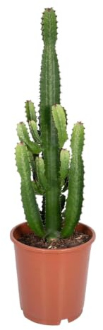 Trendyplants Euphorbia Acrurensis – Cactus – Altura 50-70 cm – Tamaño de la maceta Ø 24 cm