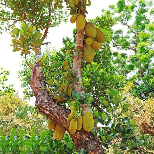 semi di jackfruit, colonnare di jackfruit, esotiche regali per giardinieri resistenti all'esterno giardino rari da nani resistenti 10pcs